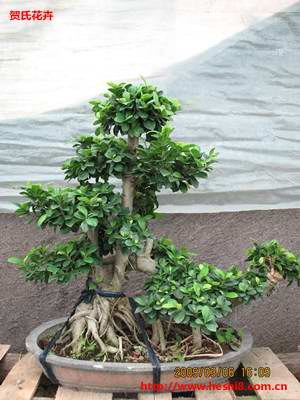 ���ͼƬ�鿴����