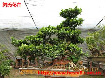 ���ͼƬ�鿴����