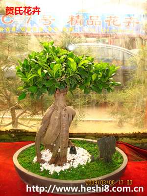 ���ͼƬ�鿴����