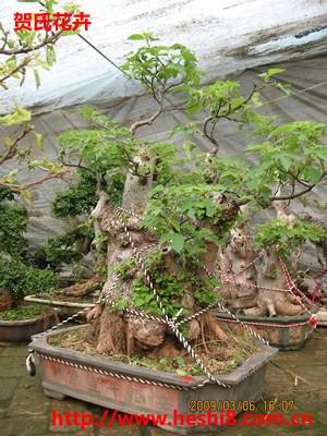 ���ͼƬ�鿴����