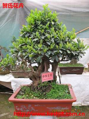 ���ͼƬ�鿴����