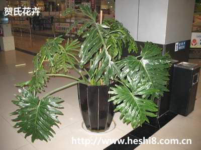 点击图片查看内容