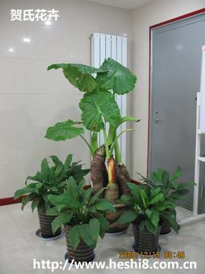 点击图片查看内容