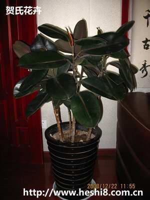 点击图片查看内容