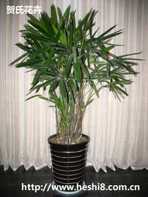 点击图片查看内容