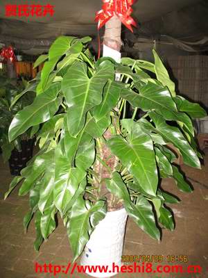 点击图片查看内容