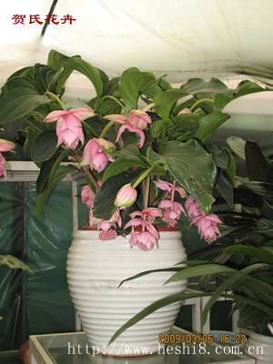 点击图片查看内容