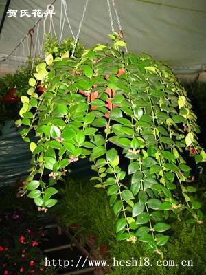 点击图片查看内容