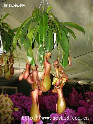 点击图片查看内容