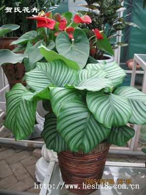 点击图片查看内容