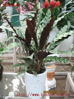 点击图片查看内容