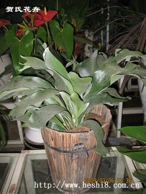 点击图片查看内容