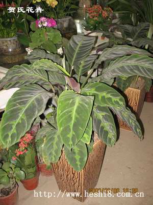 ���ͼƬ�鿴����