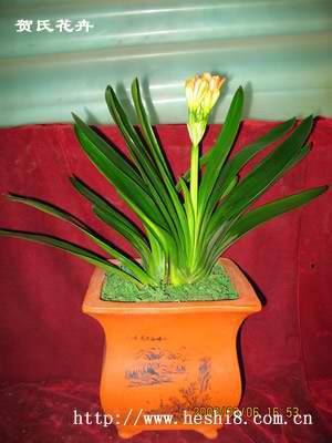 ���ͼƬ�鿴����