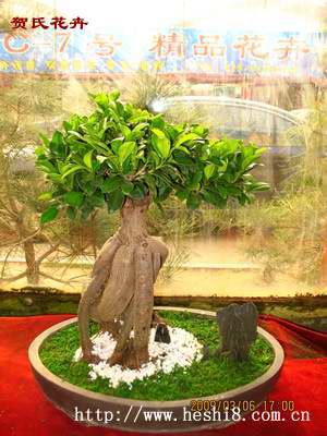 ���ͼƬ�鿴����