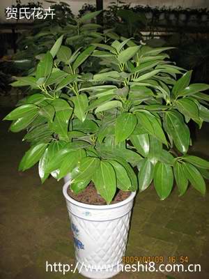 ���ͼƬ�鿴����