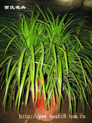 ���ͼƬ�鿴����