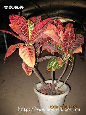 ���ͼƬ�鿴����