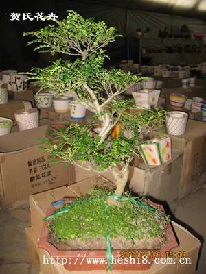 ���ͼƬ�鿴����