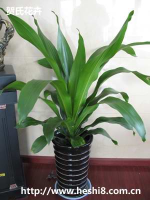 ���ͼƬ�鿴����