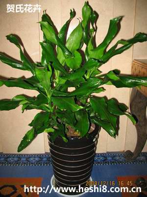 ���ͼƬ�鿴����