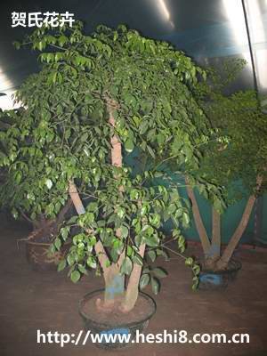 ���ͼƬ�鿴����