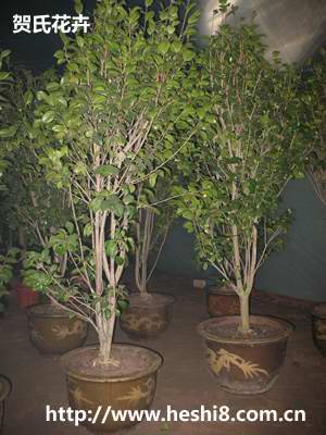 ���ͼƬ�鿴����