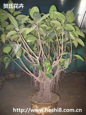 ���ͼƬ�鿴����