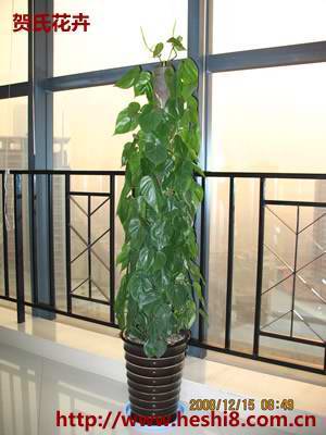 ���ͼƬ�鿴����