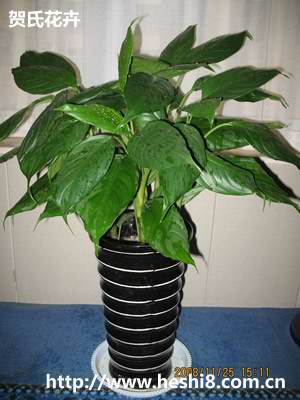 ���ͼƬ�鿴����