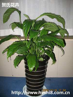 ���ͼƬ�鿴����