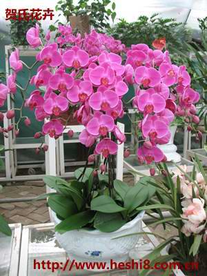 ���ͼƬ�鿴����