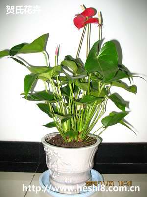 ���ͼƬ�鿴����