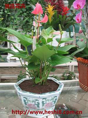 ���ͼƬ�鿴����