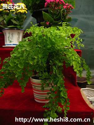 ���ͼƬ�鿴����