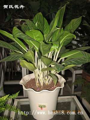 ���ͼƬ�鿴����