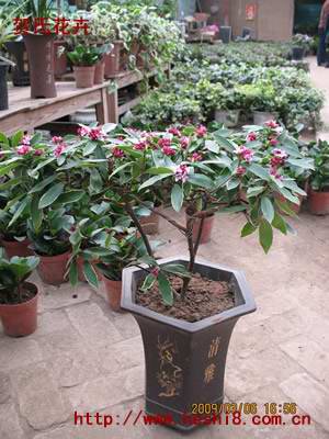 ���ͼƬ�鿴����