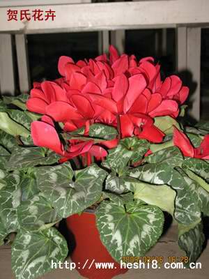 ���ͼƬ�鿴����