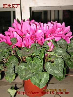 ���ͼƬ�鿴����