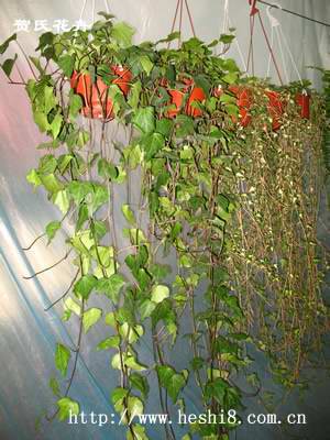 ���ͼƬ�鿴����