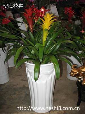 ���ͼƬ�鿴����