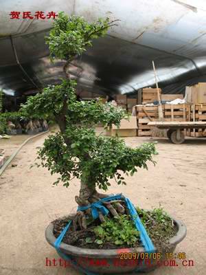 ���ͼƬ�鿴����