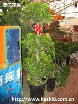 ���ͼƬ�鿴����