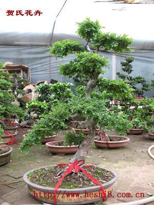 ���ͼƬ�鿴����