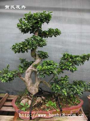 点击图片查看内容