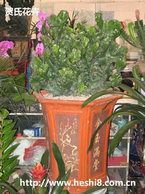 点击图片查看内容