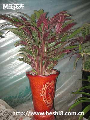 点击图片查看内容