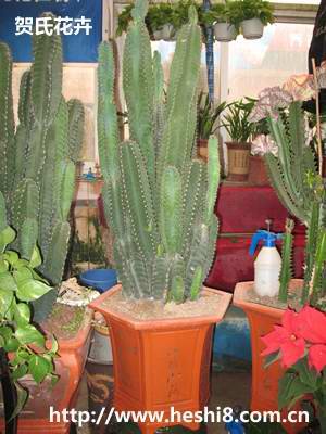 点击图片查看内容