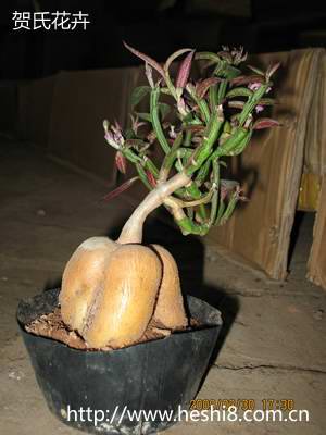 点击图片查看内容