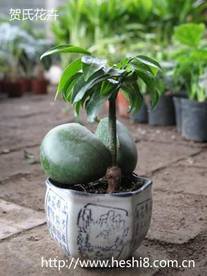 点击图片查看内容